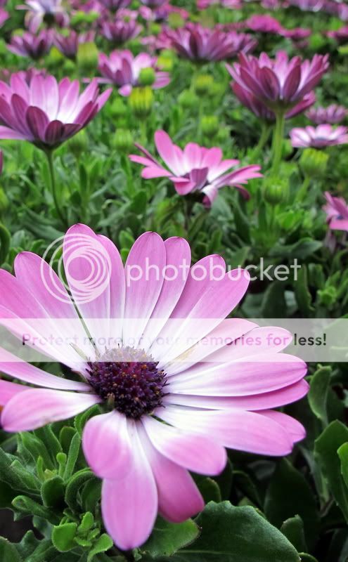 IMAGE: http://i453.photobucket.com/albums/qq253/jackitec/ABitofLilac8.jpg