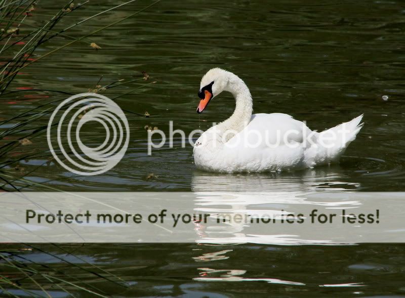 IMAGE: http://i453.photobucket.com/albums/qq253/jackitec/Swan800.jpg