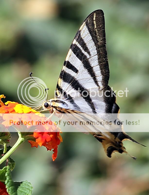 IMAGE: http://i453.photobucket.com/albums/qq253/jackitec/aSCARCESWALLOWTAIL3.jpg