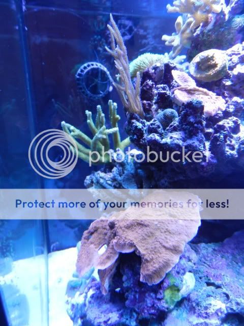 solana tank owner thread