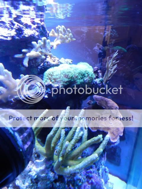 solana tank owner thread