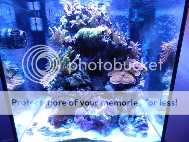 solana tank owner thread