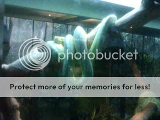 Green colour snake(poisonous)